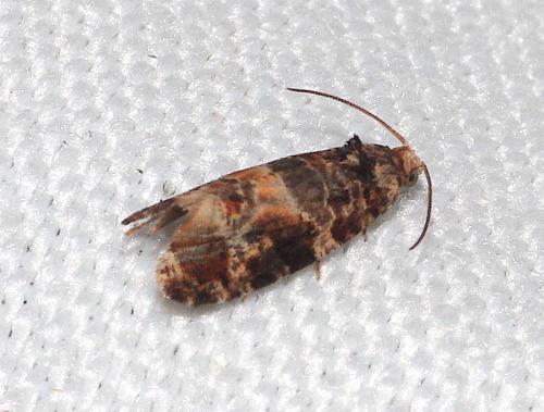 Lobesia sp.